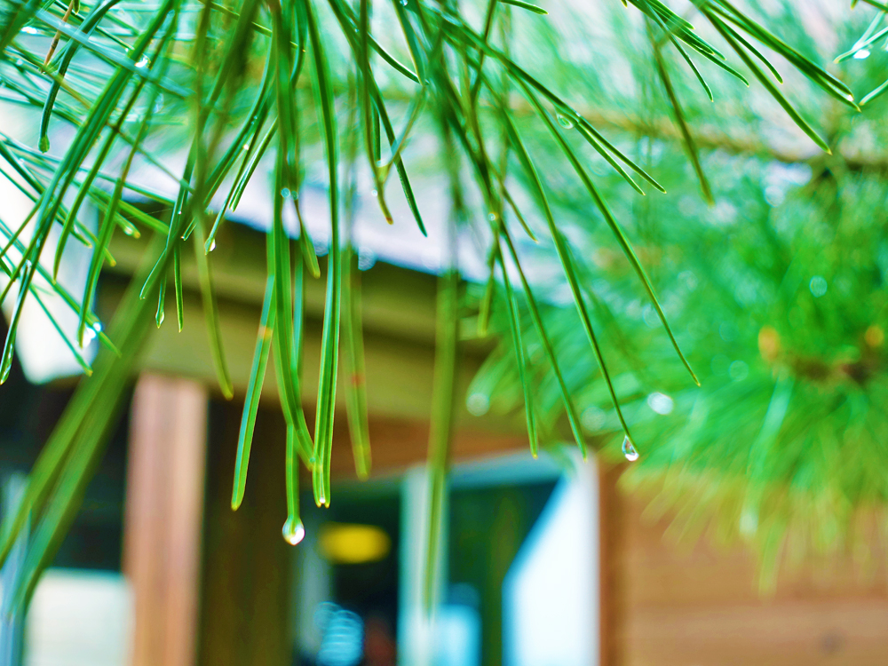 大森林里的小木屋秋雨后美成让人窒息云海小木屋离北京120公里