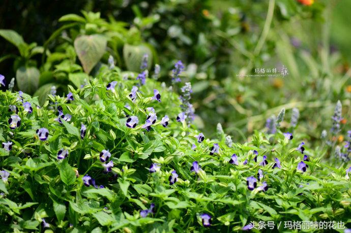 开满鲜花的小路教学设计一等奖,园丁培植万朵花
