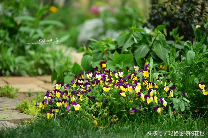 开满鲜花的小路教学设计一等奖,园丁培植万朵花