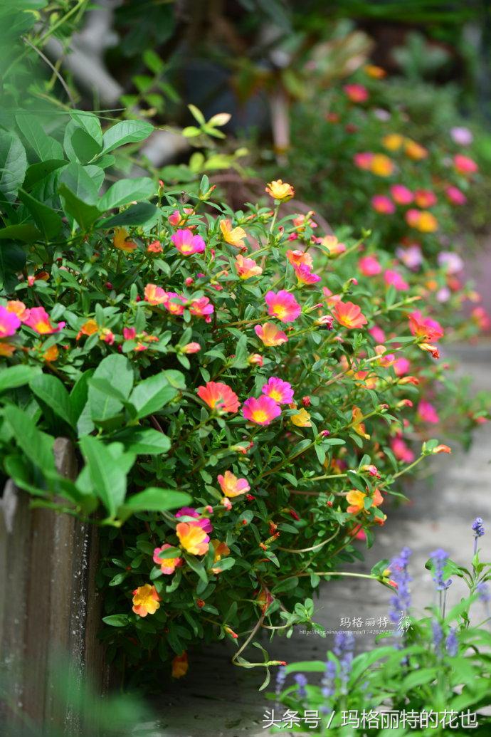 园丁修剪灌木,开满鲜花的小路教学设计一等奖