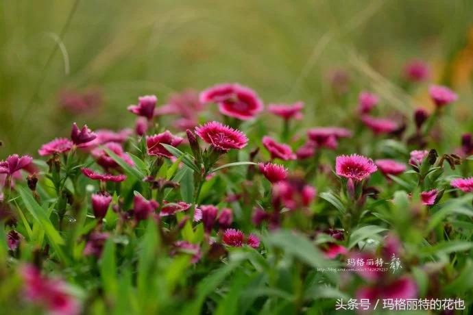 园丁修剪灌木,开满鲜花的小路教学设计一等奖