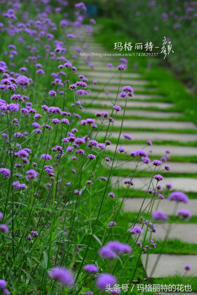 开满鲜花的小路教学设计一等奖,园丁培植万朵花