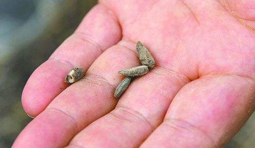 知假买假要索赔合法吗,淘宝上买的假种子怎么维权