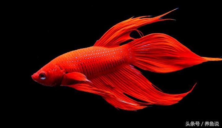 热带观赏鱼全套,热带观赏鱼大型最好养的品种