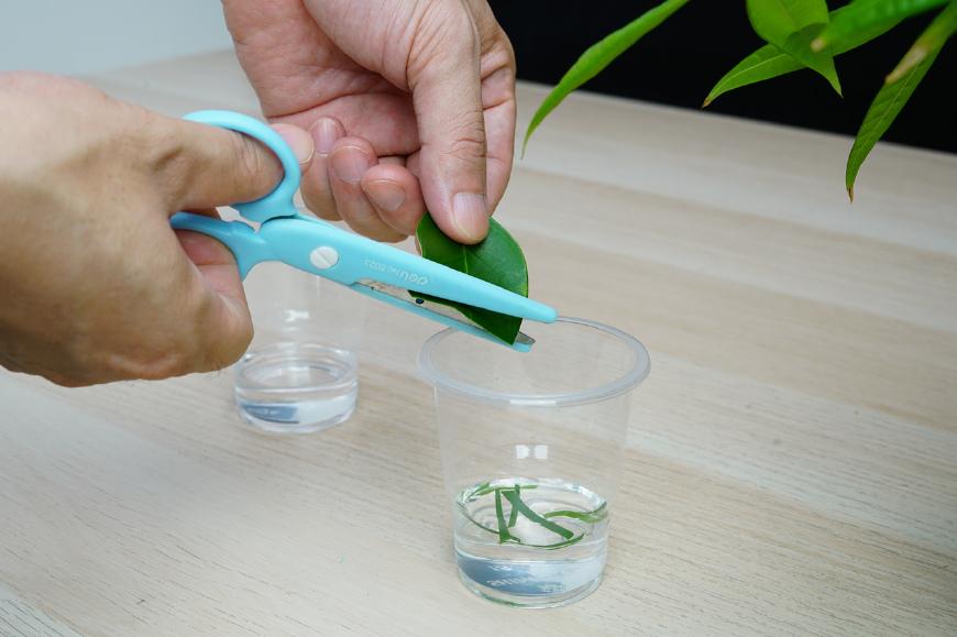 科学小实验如何提取叶绿素,魔力科学小实验怎么用