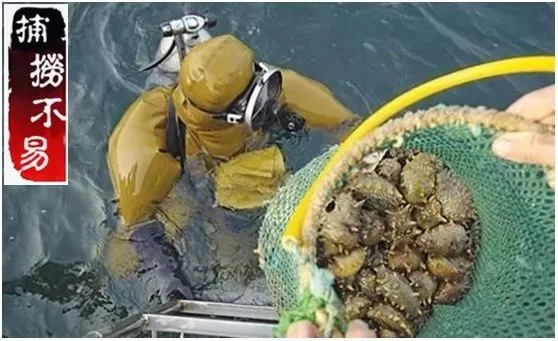 66岁妈妈“白菜价”买回卖五六千一斤的海参，儿子起疑偷偷拿去鉴定……真相震惊