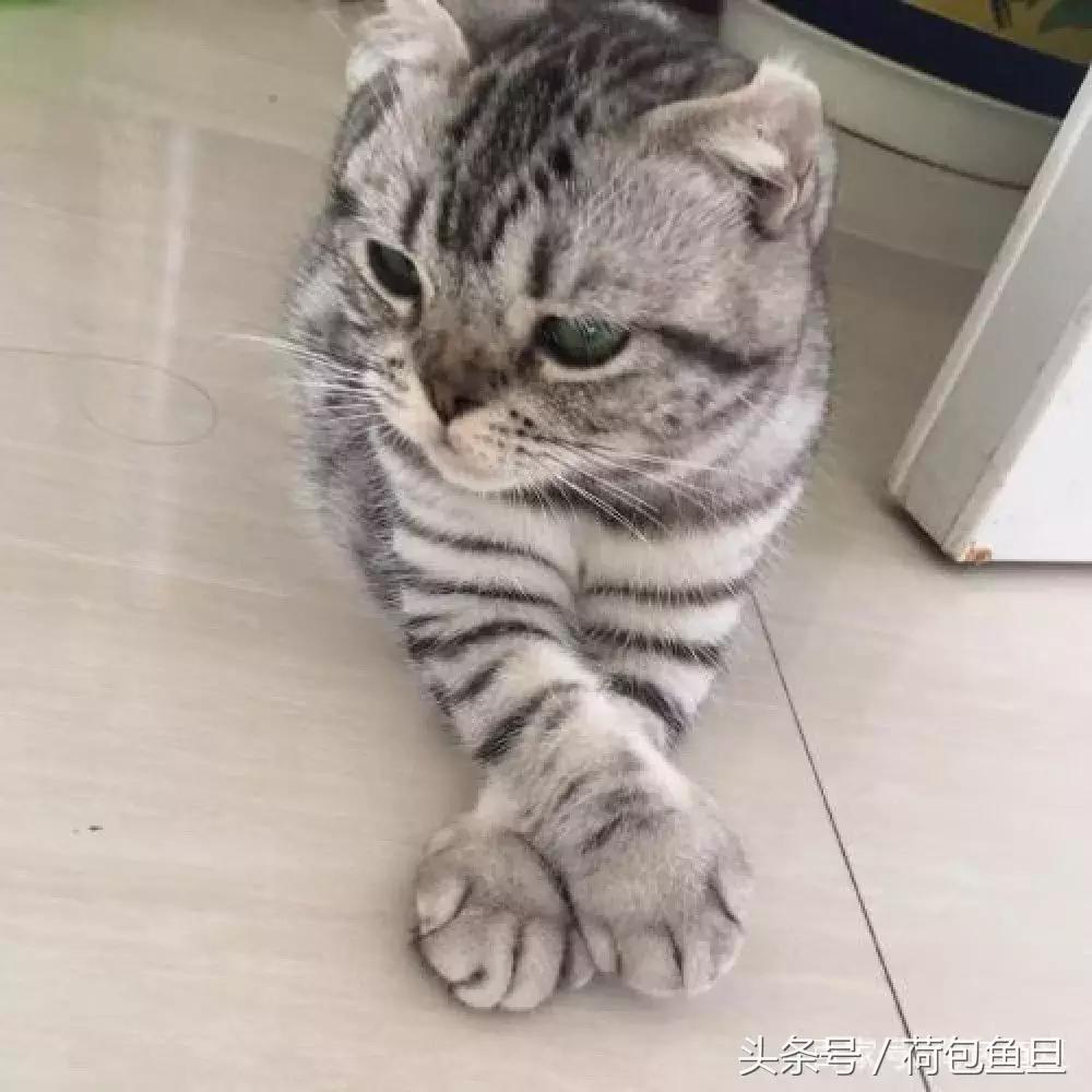 猫抓伤要打狂犬病疫苗吗,被猫抓伤咬伤会生病吗
