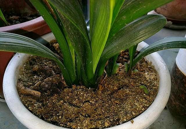 君子兰周围长出小君子兰怎么办,刚买回来的君子兰如何正确处理