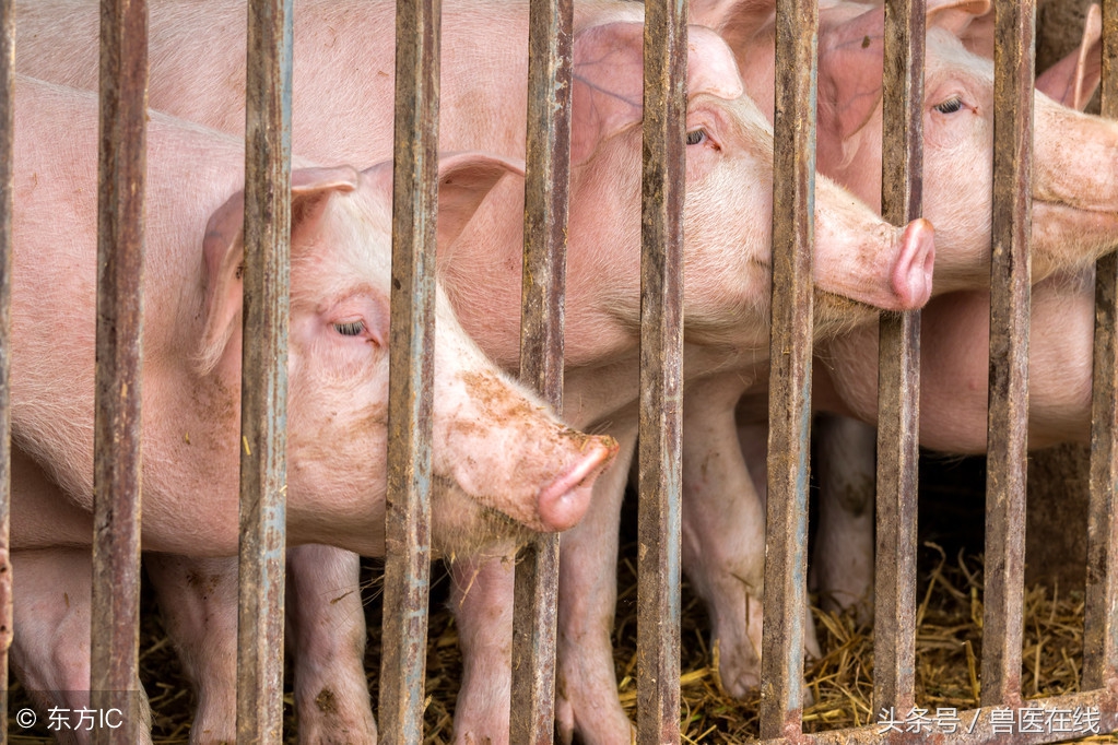 养猪技术精髓值得一看,养猪技术十大经典语录