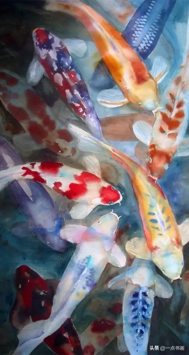 池中之仙，惊艳若此——锦鲤