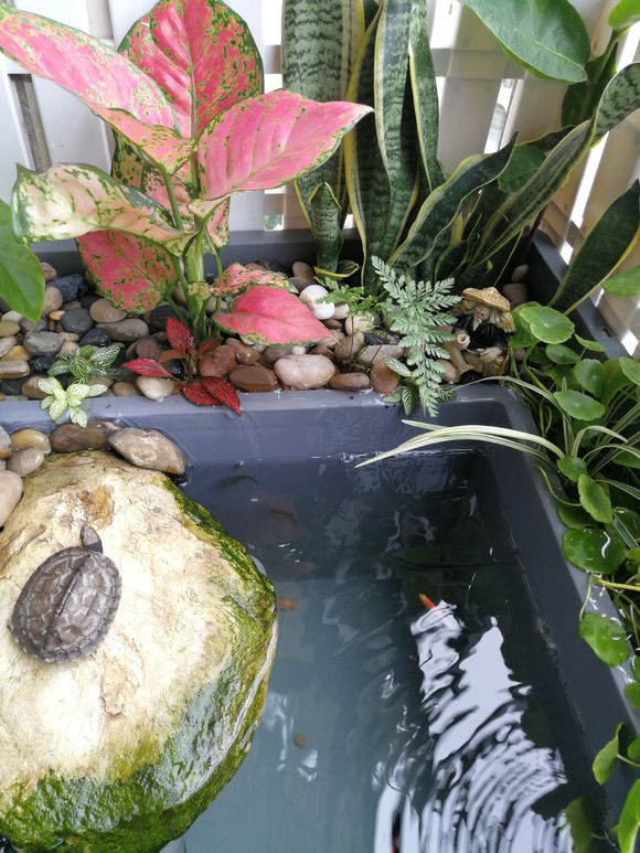 「龟龟环境篇」沼泽过滤(bogfilter):一种原生态水处理技术