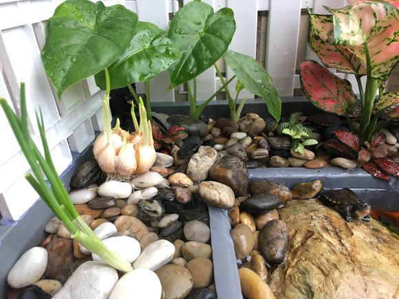 「龟龟环境篇」沼泽过滤(bogfilter):一种原生态水处理技术