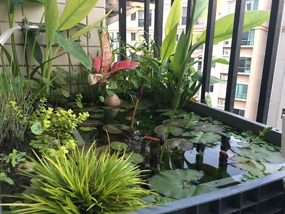 龟缸沼泽过滤系统视频,龟池沼泽过滤