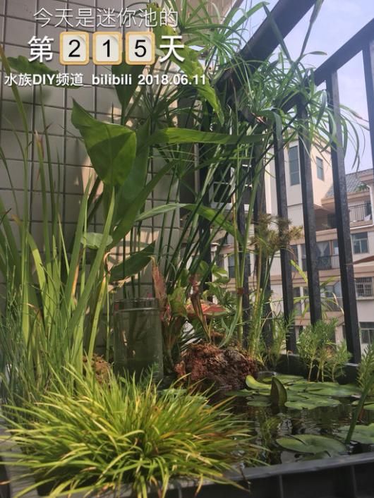 「龟龟环境篇」沼泽过滤(bogfilter):一种原生态水处理技术