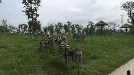 听说没！南通森林野生动物园车行区已经有一波动物抢先入住！