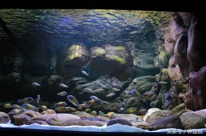 三湖慈鲷超级红,三湖慈鲷可以再加些三湖慈鲷么