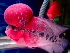 罗汉鱼刚起头需要怎么养,罗汉鱼饲养者怎么养