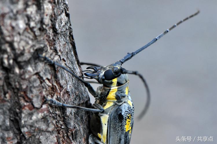初秋南太行——天牛四种