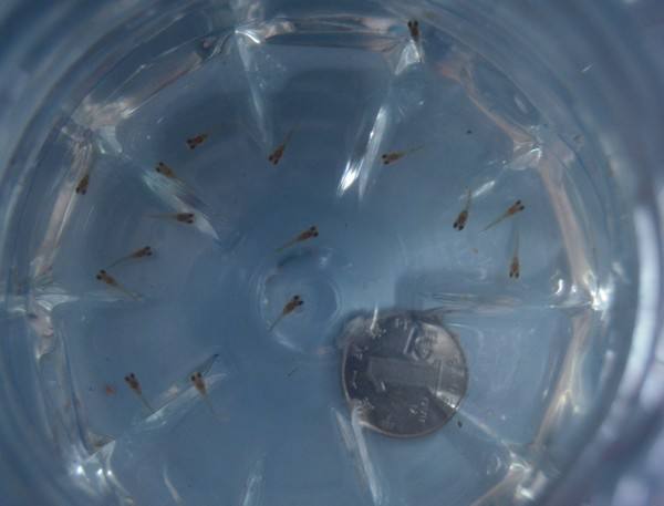 刚出生的孔雀鱼苗和大孔雀鱼混养,刚出生的孔雀鱼苗要不要捞出来