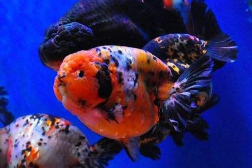 锦鲤加温25-30度为什么好活泼,金鱼水产养殖的正确方法