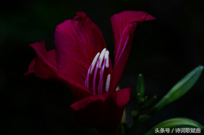 毛*东泽**经典诗词，气魄宏大，每一首都激荡着气势磅礴的英雄气概