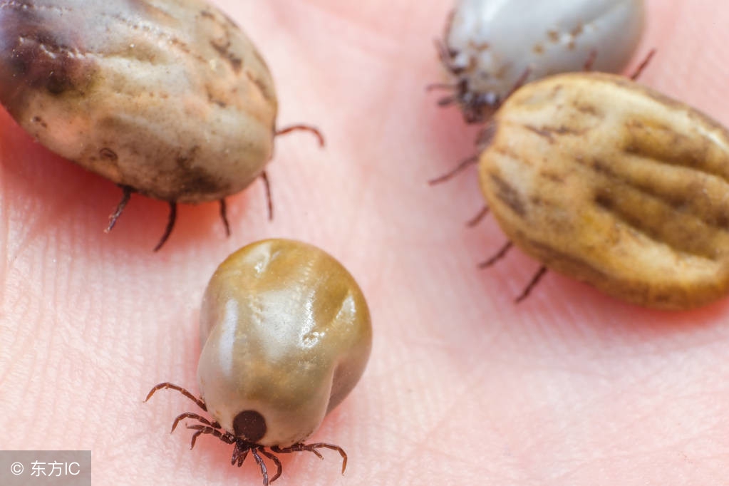 学会这一招螨虫全都死光光,家里长了螨虫用什么方法最好