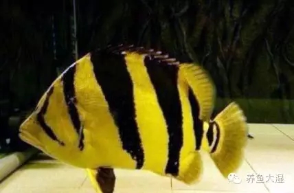 大虎鱼视频大全集,大虎鱼视频大全