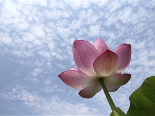 养莲花注意事项和禁忌,家里种莲花注意事项