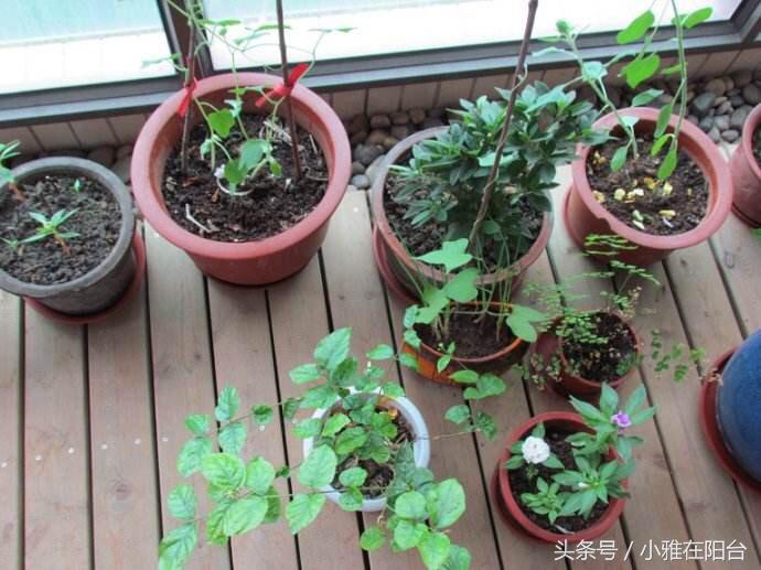 养花技巧盆土保持湿润法,养花盆土干了怎么办