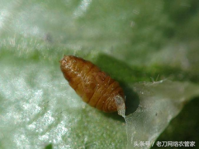 甜瓜叶子上有黄色斑点,甜瓜叶子背面有虫