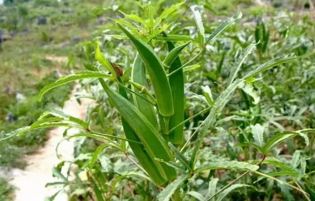 还在吃秋葵？赶紧看看吧！别说没告诉你，现在看还不晚！