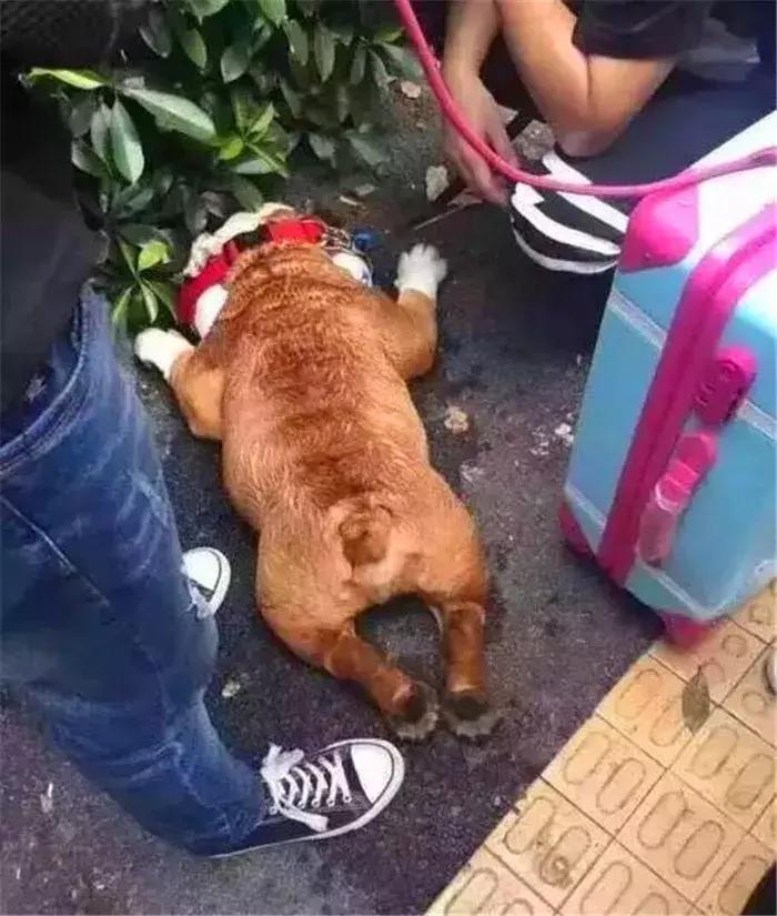 狗狗在野外中暑了怎么办,狗狗中暑在车里