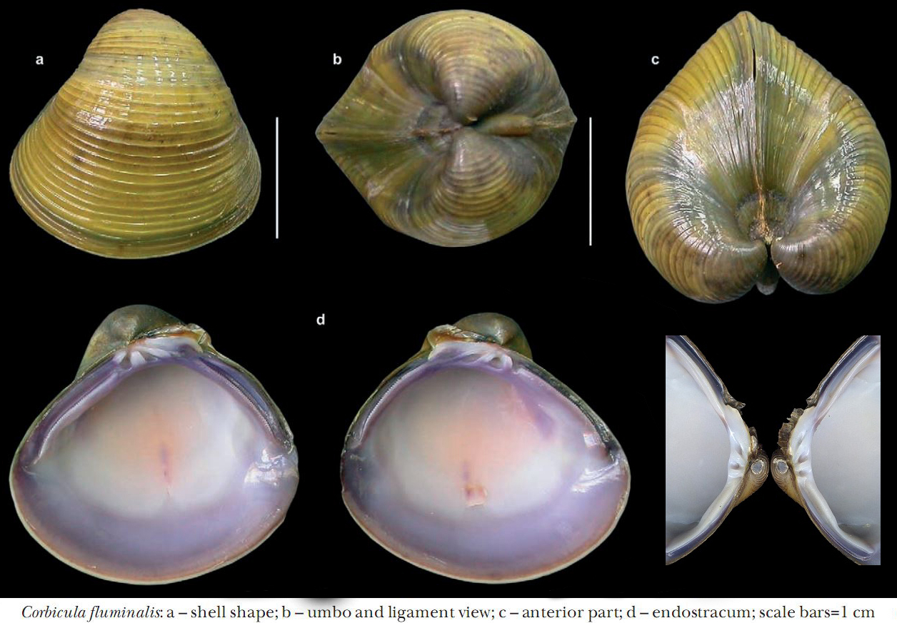 海边贝类种类,各种贝类的名称