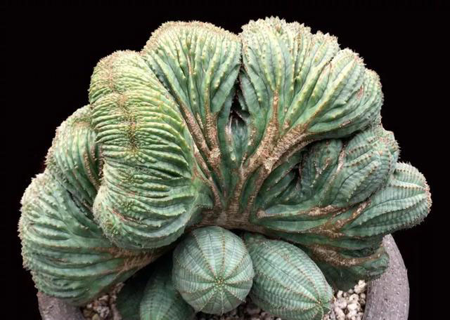 多肉植物的变异,多肉变异的样子