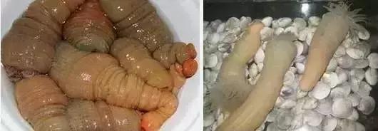 黑暗美食必吃榜,盘点那些年我吃过奇奇怪怪的美食