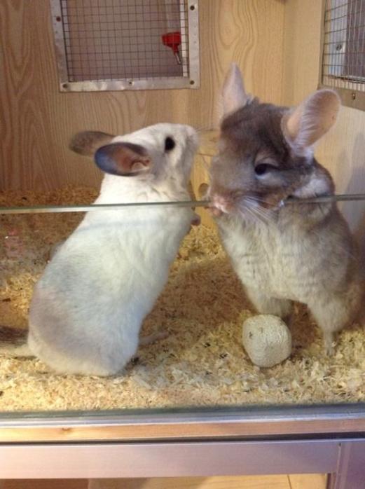 龙猫的笼子怎么布置,龙猫的笼子什么最适合