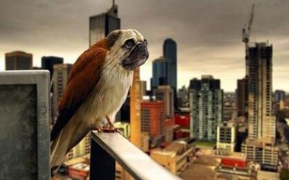 如何饲养巴哥犬5大禁忌绝不能犯,巴哥犬为什么禁养