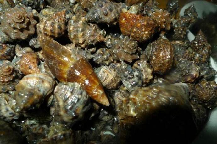 海螺的常见做法,海螺的不辣做法