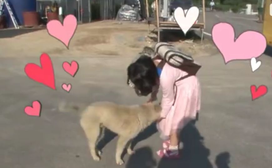 流浪狗收养后如何训练,收养流浪狗怎么训练