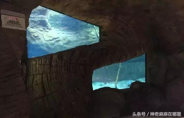 珠海长隆旅游攻略3天自由行,亲子游珠海长隆一日游攻略