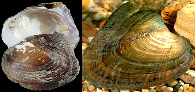 海边贝类种类,各种贝类的名称