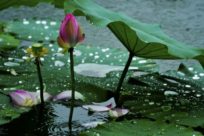 下雨为什么要读古诗词书,下雨为什么要读古诗文呢