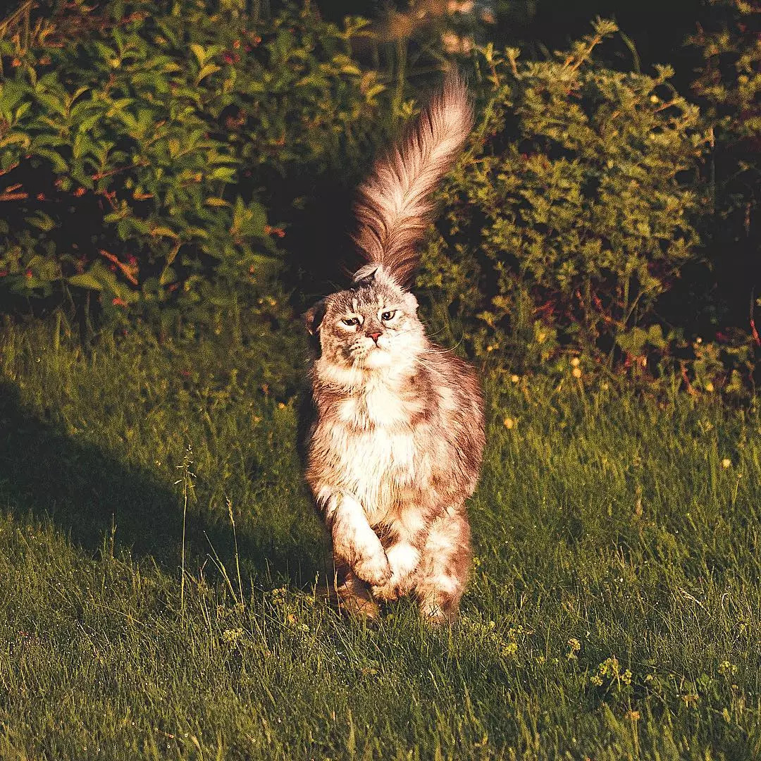 缅因猫身上一根特殊的毛,缅因猫的尾巴毛发稀少怎么回事