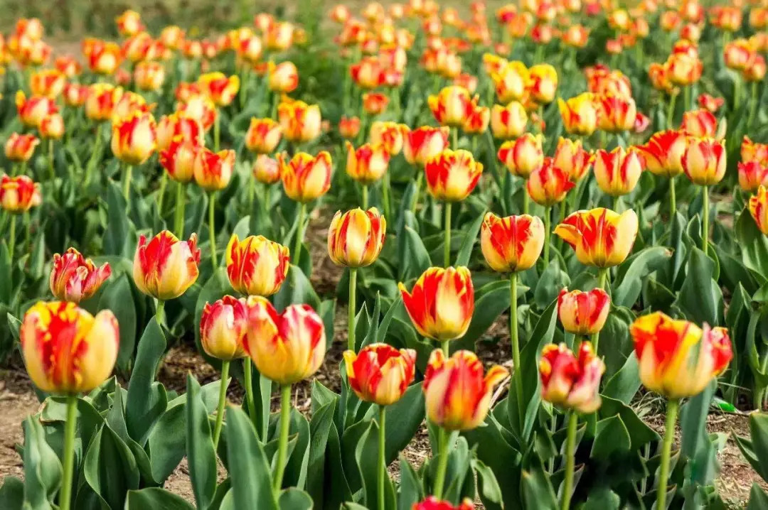 北京周边有什么特色农场适合遛娃,北京附近的休闲生态农场哪个好玩