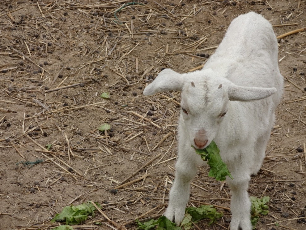 水果树羊粪和鸡粪哪个施肥效果好,鸡粪和羊粪种粮食哪个做肥料更好