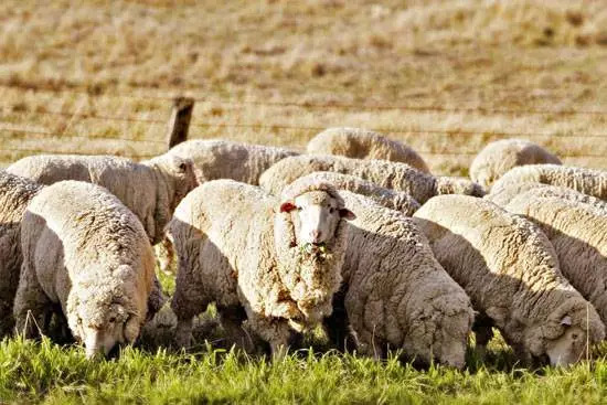 从新西兰回国带点什么礼物,回国买什么礼物