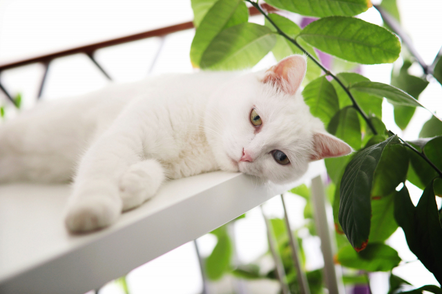 轻便全能佳能eos90d生态拍摄实战,佳能eos50自带的镜头