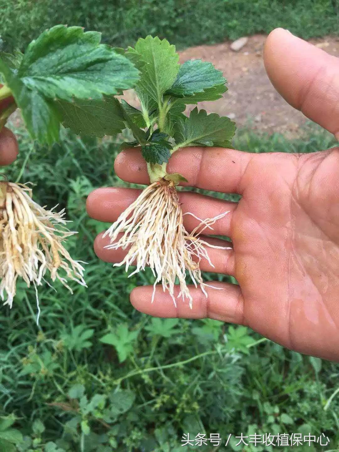 种草莓1年苗还是两年苗好,种草莓老苗好还是新苗好