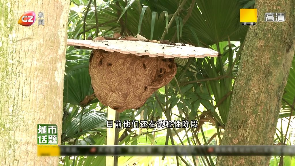 马蜂巢怎么处理,马蜂热门话题