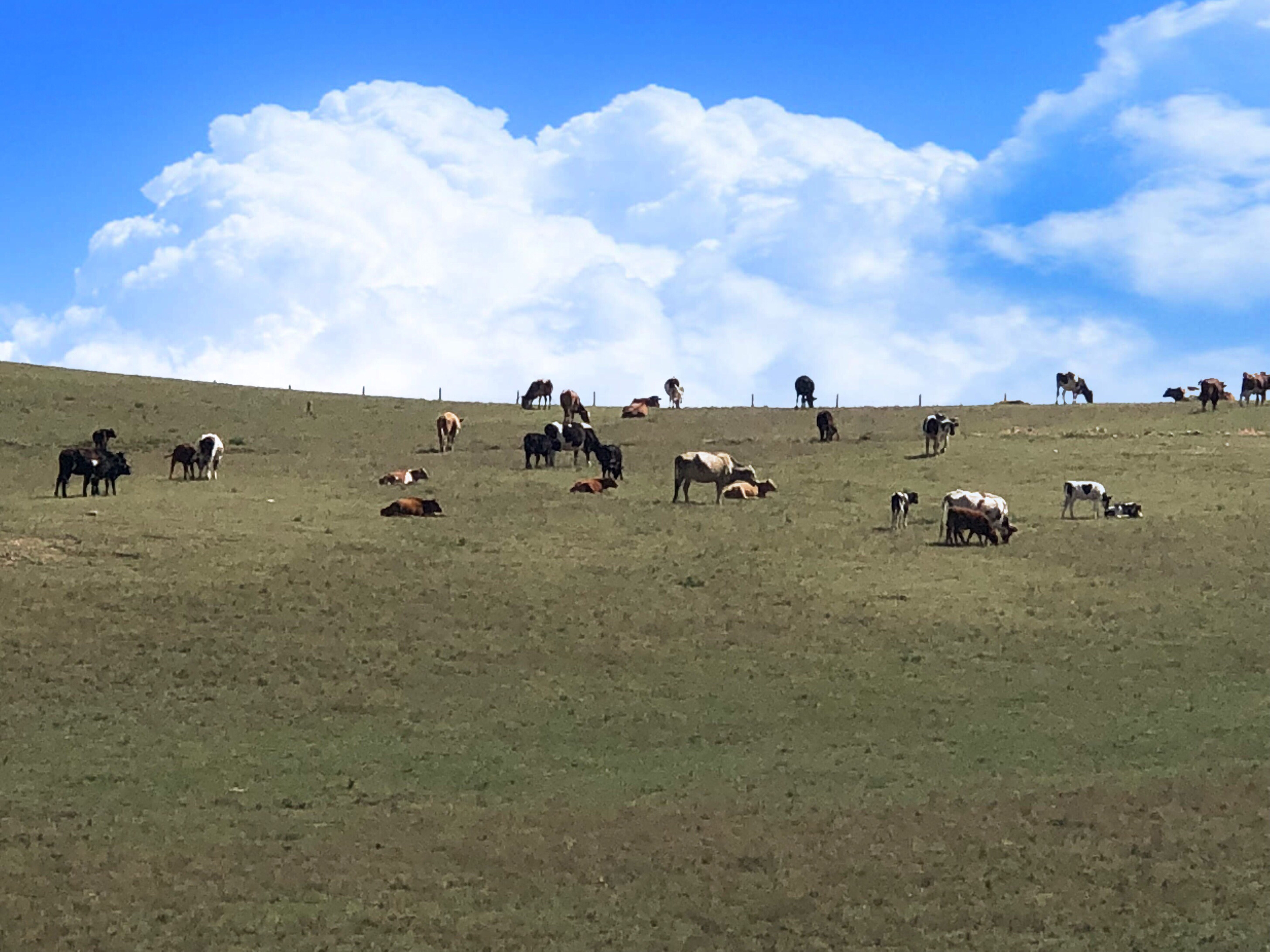 内蒙希拉穆仁草原好玩,包头希拉穆仁草原风景